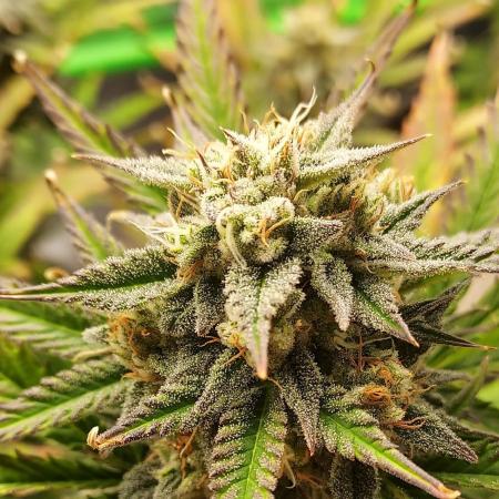 Organic Sour Jealousy Auto