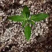 GORILLA ZKITTLEZ AUTO