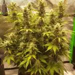 Gorilla Cookies Auto