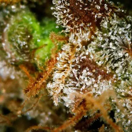 Gorilla Cookies Auto 5/25