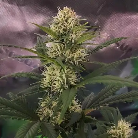 Organic Pound Cake Auto