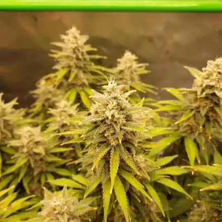 Gorilla Cookies Auto
