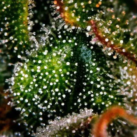 Gorilla Zkittlez Auto 5/25