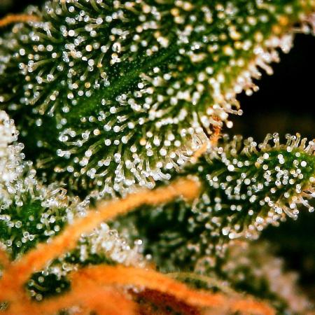 GORILLA COOKIES AUTO