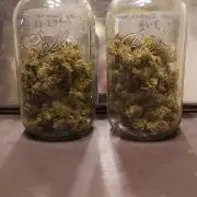 Organic Gorilla Cookies Auto