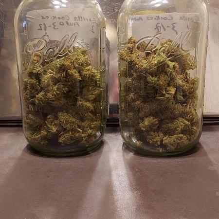 Organic Gorilla Cookies Auto