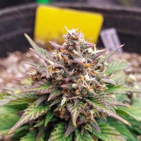 Organic Banana Purple Punch RF3 Auto