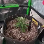 Organic Tropicana Cookies Auto