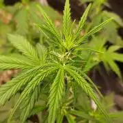 GORILLA ZKITTLEZ AUTO