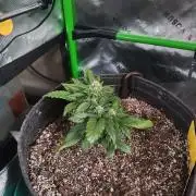 Organic Banana Purple Punch RF3 Auto