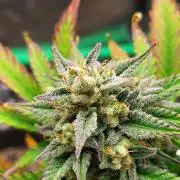 Organic Sour Jealousy Auto
