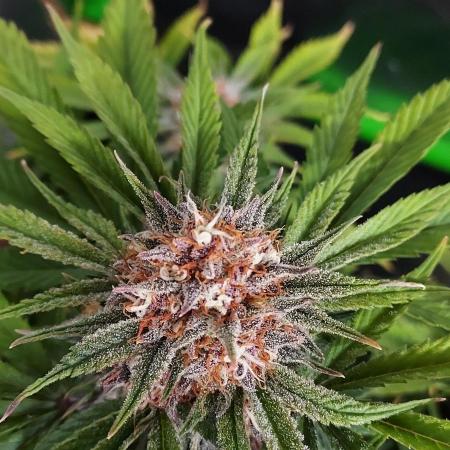 Organic Cherry Cola RF3 Auto