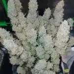 Gorilla Cookies Auto 5/25