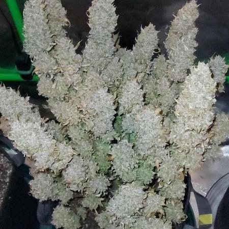 Gorilla Cookies Auto 5/25