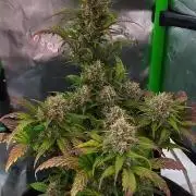 Organic Pound Cake Auto