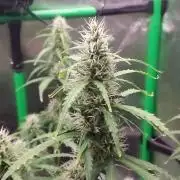 GORILLA ZKITTLEZ AUTO