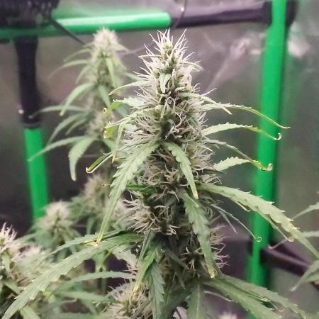 GORILLA ZKITTLEZ AUTO