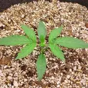 GORILLA COOKIES AUTO