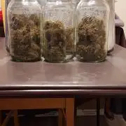 Organic Gorilla Zkittlez Auto