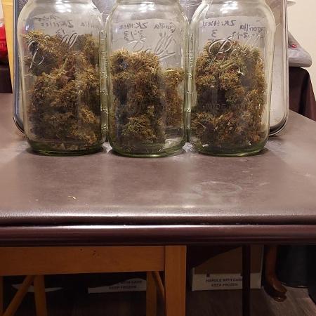 Organic Gorilla Zkittlez Auto