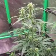 GORILLA ZKITTLEZ AUTO