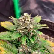 Organic Banana Purple Punch RF3 Auto