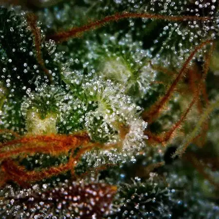 Gorilla Cookies Auto 5/25