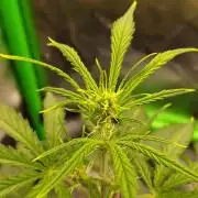 GORILLA COOKIES AUTO