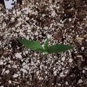 GORILLA COOKIES AUTO