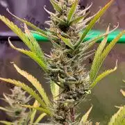 GORILLA COOKIES AUTO