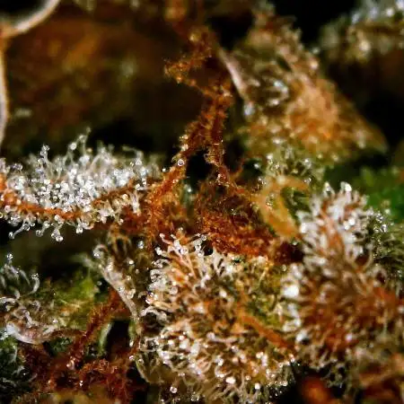 Gorilla Cookies Auto 5/25