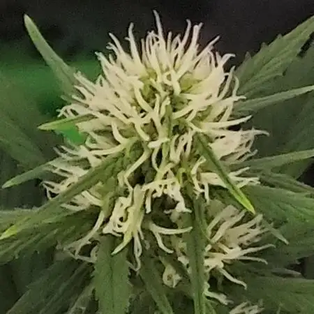 Organic Pound Cake Auto