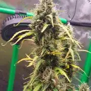 GORILLA ZKITTLEZ AUTO