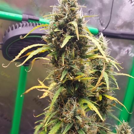 GORILLA ZKITTLEZ AUTO