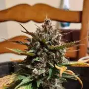 Organic Tropicana Cookies Auto