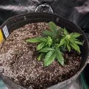 Organic Banana Purple Punch RF3 Auto