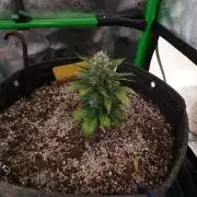 Organic Tropicana Cookies Auto