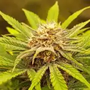Organic Cherry Cola RF3 Auto