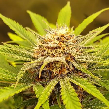 Organic Cherry Cola RF3 Auto