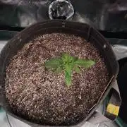 Organic Banana Purple Punch RF3 Auto