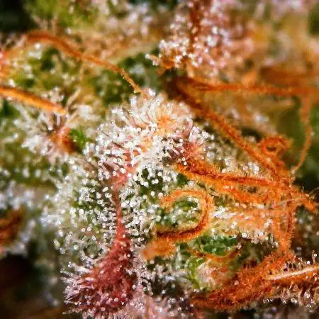 Gorilla Cookies Auto 5/25