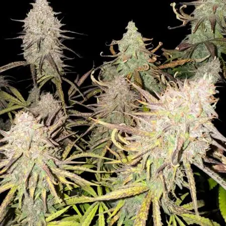 Fast Bud Grow