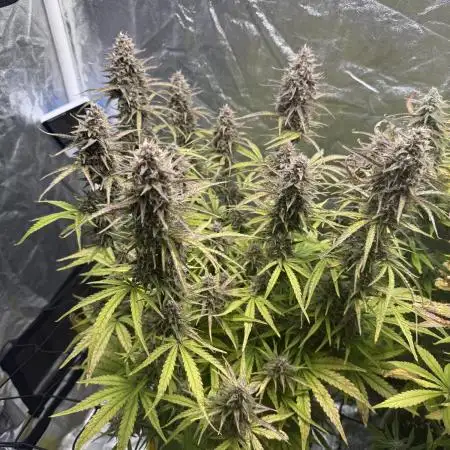 Fast Bud Grow