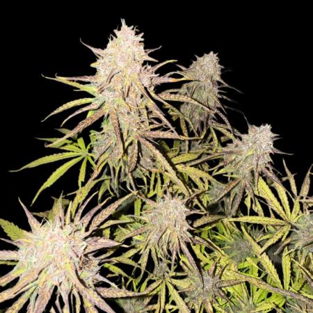 Fast Bud Grow