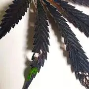 Forbidden Runtz Auto on balcony