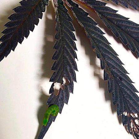 Forbidden Runtz Auto on balcony