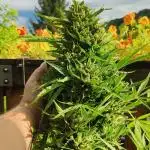 Forbidden Runtz Auto on balcony