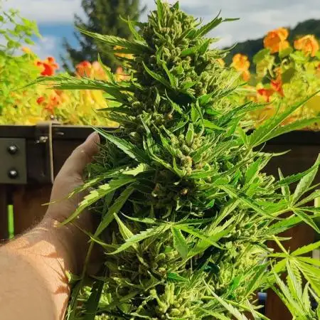 Forbidden Runtz Auto on balcony