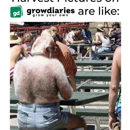Grow Diaries Meme Contest