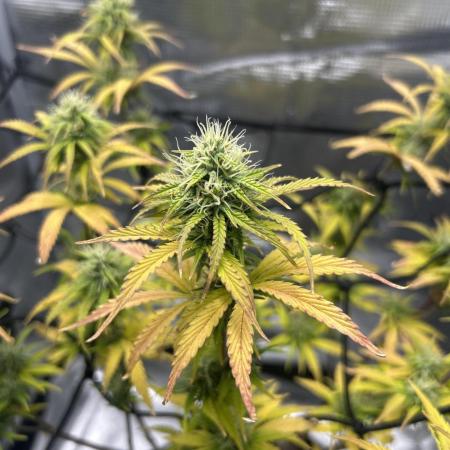 GMO Grow